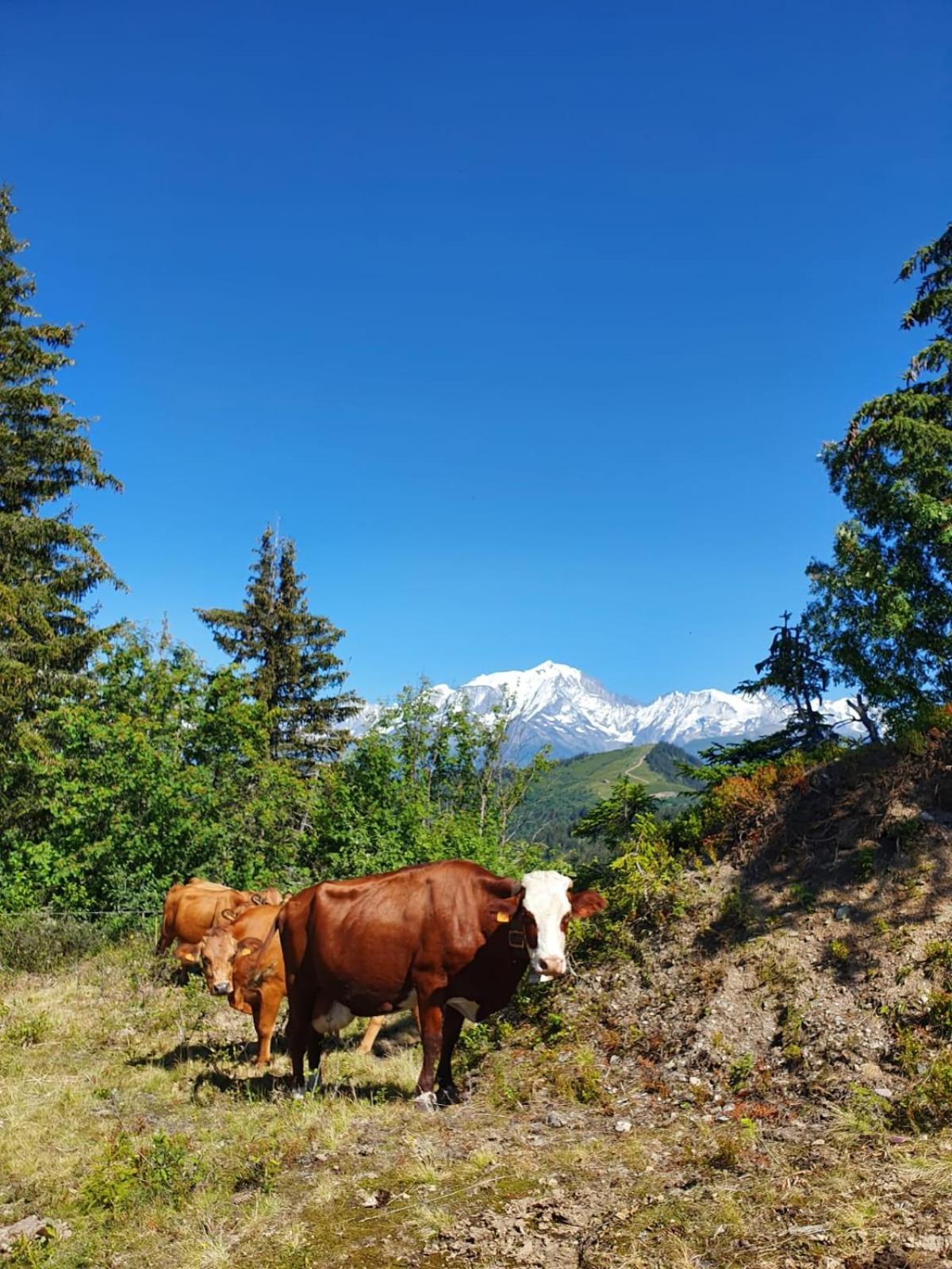 Appartement La Duchere Le Plan-La Giettaz Massif Des Aravis Экстерьер фото